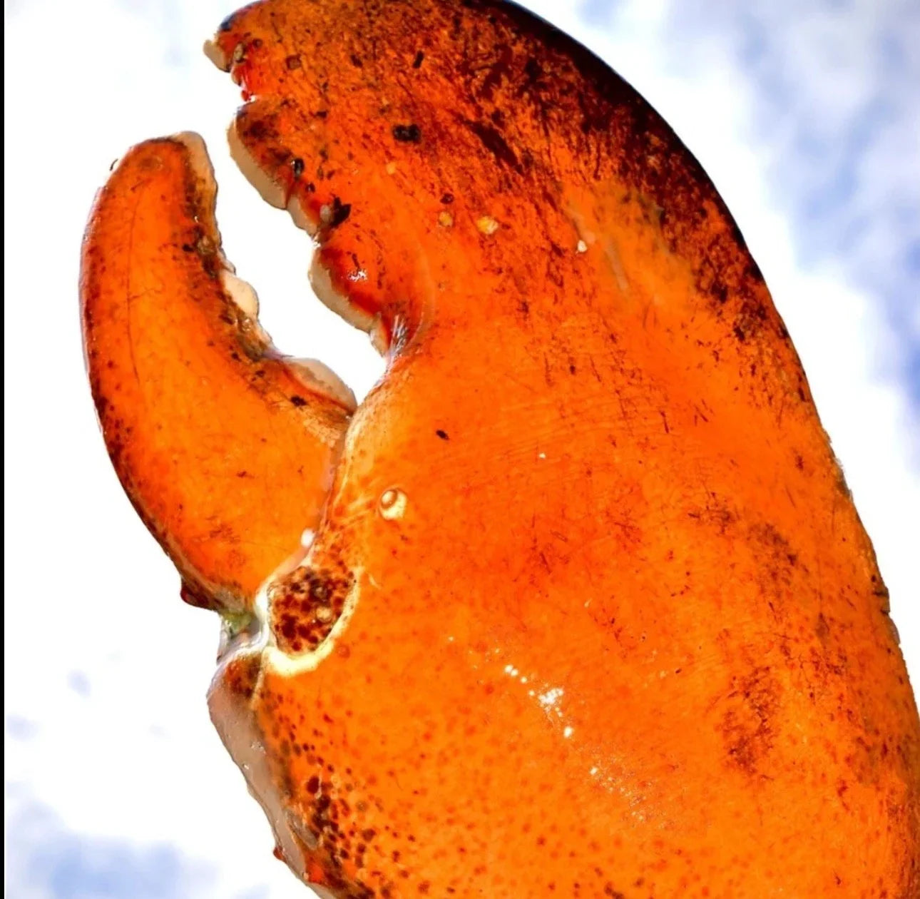 Giant kg-Grade Lobster Claw | Super Thick & Juicy | Premium Seafood Singapore - Only S$9.90
